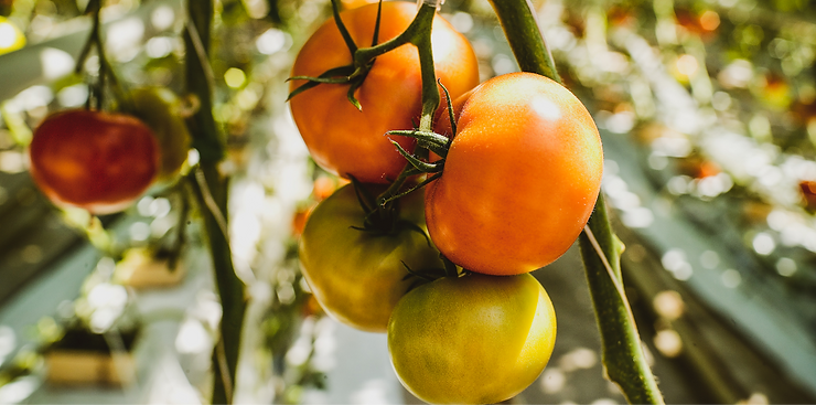 6 Natural Ways to boost your tan with Food